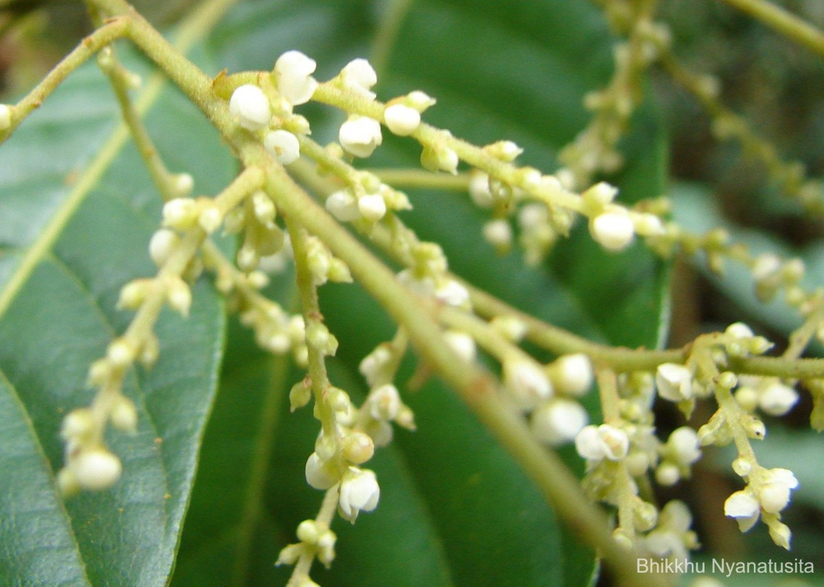 Meliosma simplicifolia (Roxb.) Walp.